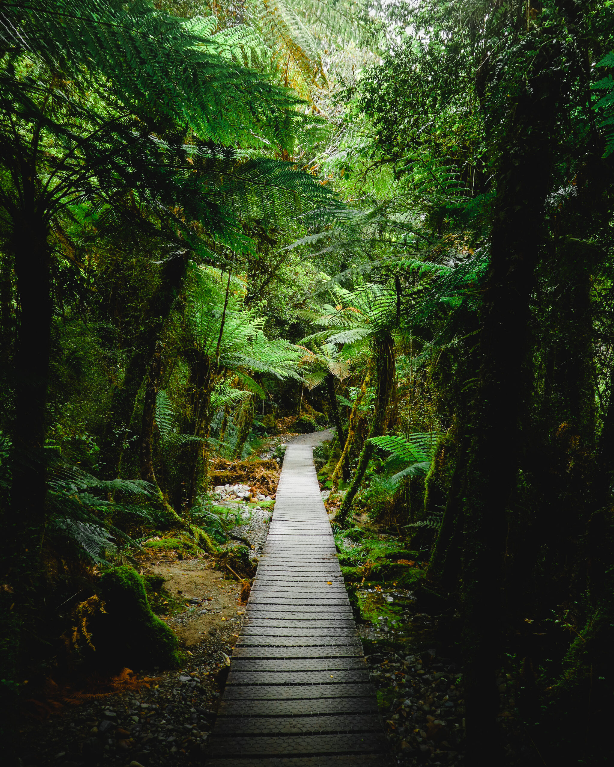 Wooden boardwalk surrounded by lush rainforest in New Zealand